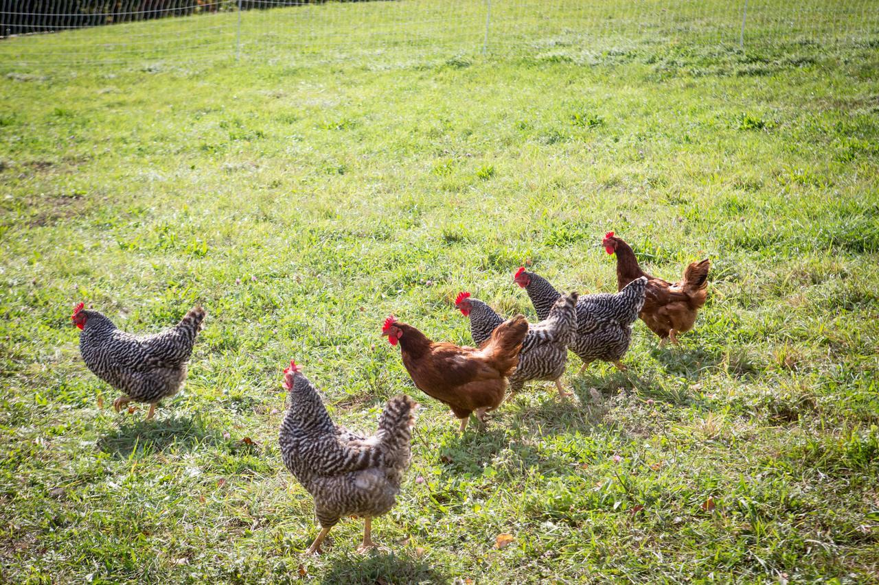 Вілла Woodstock Sustainable Farms Номер фото