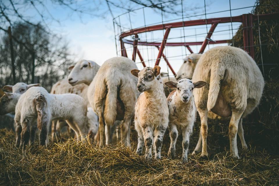 Вілла Woodstock Sustainable Farms Номер фото